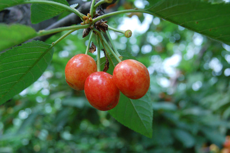 cherriesの写真素材