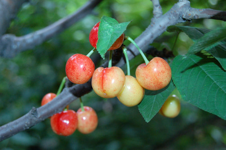 cherriesの写真素材