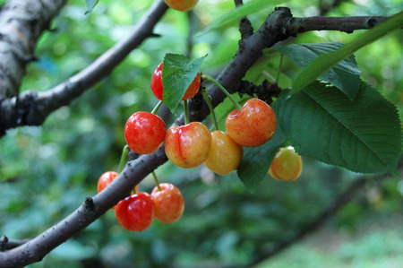 cherriesの写真素材