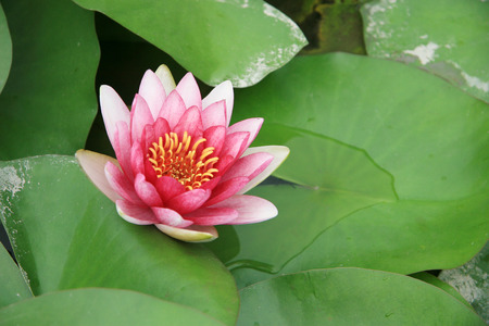 Water lilyの写真素材