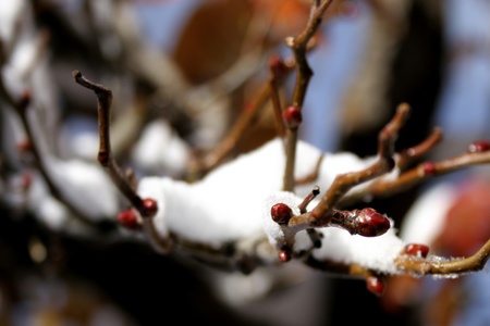 Branch covered in snowの写真素材