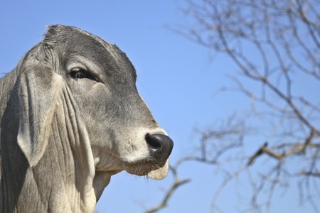 Close up of young bull against blue skyの写真素材