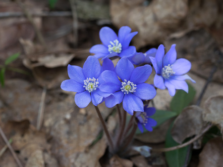 Growing liverwort plant in the spring forest.の写真素材