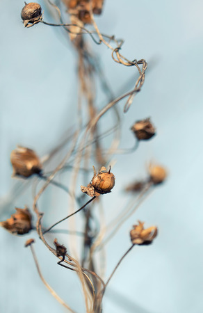 Dry creeper plant climbing up. Close-up photo.の写真素材