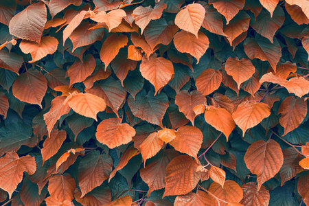 brown leaves texture
