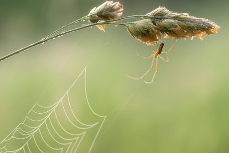 longlegged spider winds its network in the morning dew