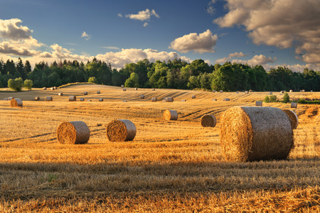 Haystacks on the field. Summer, rural landscape.の写真素材