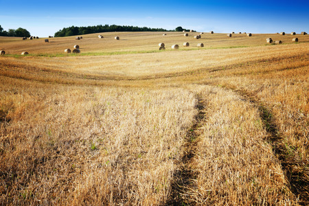 Tracks leading to the field with haystacks. August rural landscape.の写真素材