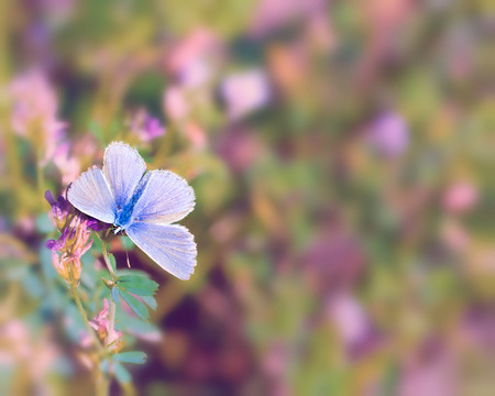 Summer nostalgic background  with a blue butterfly Lysandra bellargus.の写真素材