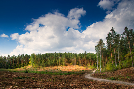 Path winding through the forest cutの写真素材
