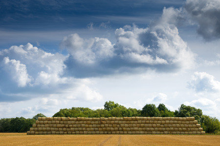 Pile of cylinder haystacks. End of the summer.の写真素材