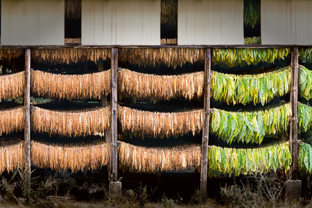 Brown and green tobacco leaves drying in the shed. Poland.の写真素材