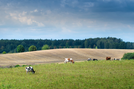 Cows on green meadow. Masuria, Poland.の写真素材