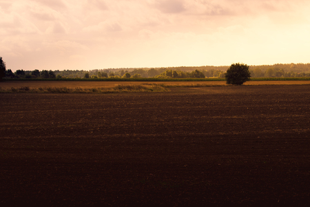 lonely bush growing in a plowed fieldの写真素材