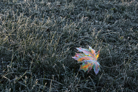 Frosted leaf lying on the cold grassの写真素材