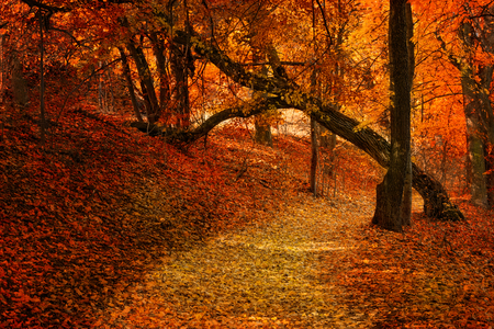Pathway covered with leaves  through the autumn forest. Masuria, Poland.の写真素材