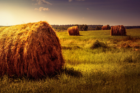 Haystacks on the green field. July, rural landscape.の写真素材