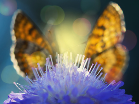 Two Heath fritillary butterflies  (Melitaea athalia) sitting on the floral pyramid.の写真素材