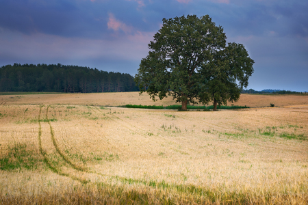 Summer countryside landscape. Two oaks growing on the grain field. End of July.の写真素材