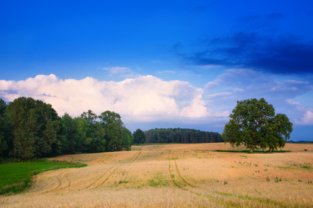 Summer countryside landscape. Two oaks growing on the grain field. End of July.の写真素材