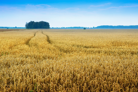 Traces of the tractor in a field of grain. Summer landscape. Masuria, Poland.の写真素材