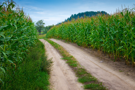 Summer landscape: country road through corn fields.の写真素材