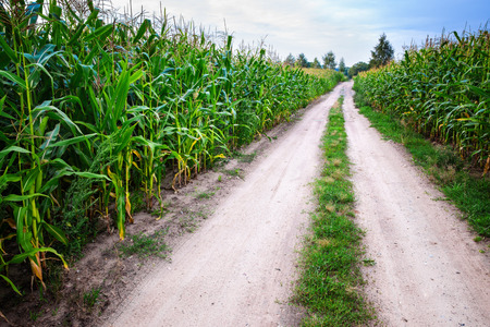 Summer landscape: country road through corn fields.の写真素材