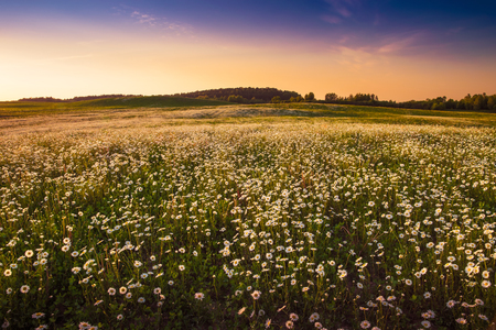 Camomile growing in the meadow. May landscape. Masuria, Poland.の写真素材