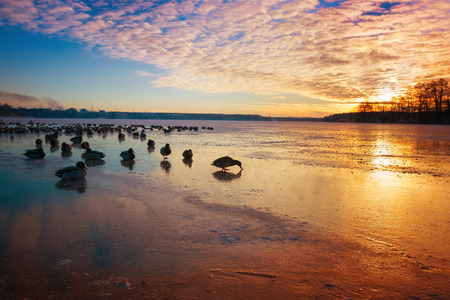 frozen ducks (mallards) on the surface of the ice. Masuria, Poland.の写真素材