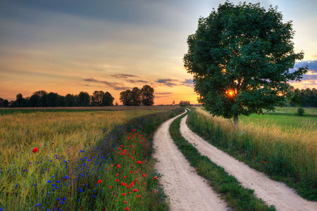 Summer landscape with country road and fields of wheat. Masuria, Poland.の写真素材