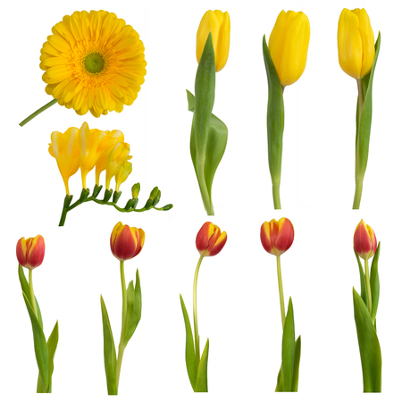 Set of colorful easter flowers: yellow and red tulips; gerbera and freesia, isolated on white.の写真素材