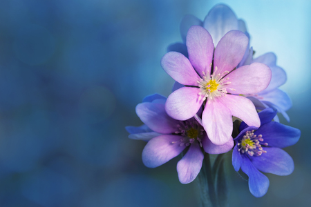 A group of blooming liverworts on blue defocused background.の写真素材
