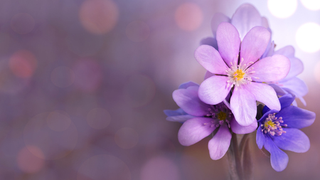 A group of blooming liverworts on red defocused background.の写真素材
