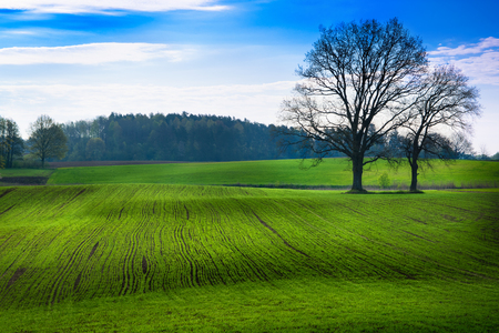 Spring countryside landscape. Oaks growing on the green field. Masuria, Poland.の写真素材