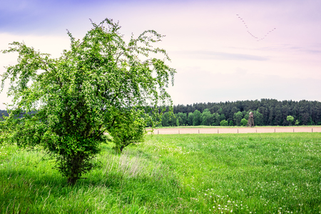 Birds formation fly over green meadow. Spring landscape. Masuria, Poland.の写真素材
