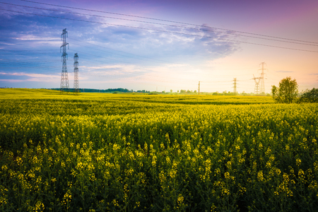Field covered with rape  early morning. power lines on the field.  Masuria, Poland.の写真素材