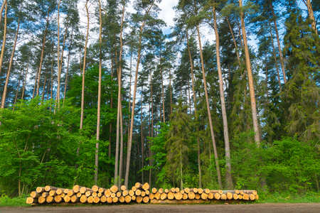 Cut down trees in front of green forest. Masuria, Poland.の写真素材