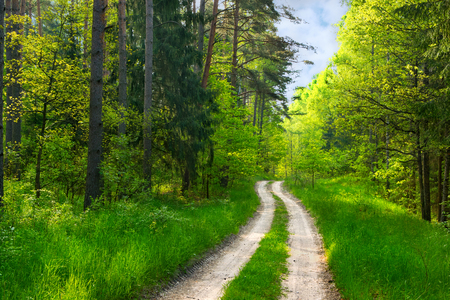 Forest path among green wood. Masuria, Poland.の写真素材