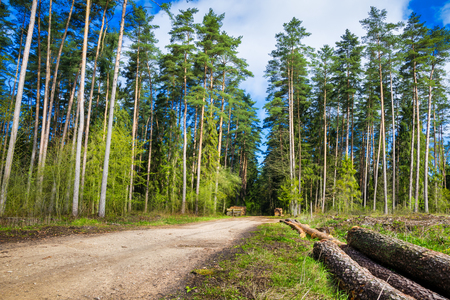 Forest path among the trees. Masuria, Poland.の写真素材