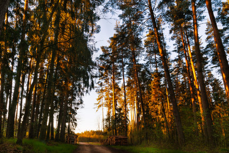 Forest path among the trees. Masuria, Poland.の写真素材