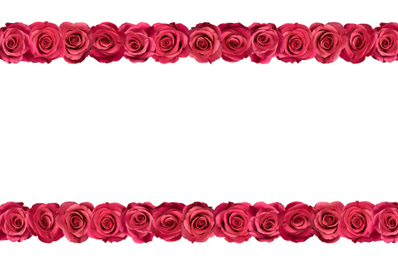 Pink roses arranged in two lines. White background.の写真素材