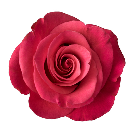 Pink rose isolated on white background.の写真素材