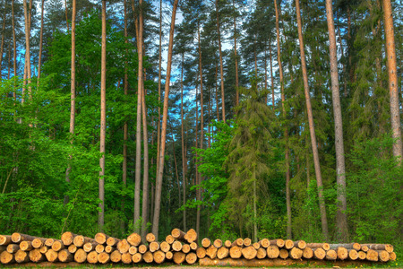 Cut down trees in front of green forest. Masuria, Poland.の写真素材