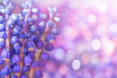 Muscari flowers growing in the garden. Spring photo with defocused background.の写真素材