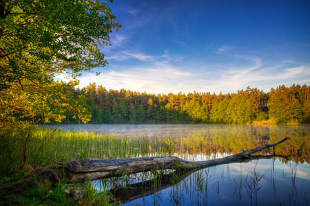 Pine tree cut by the beaver lies in the water. Spring landscape. Masuria, Poland.の写真素材