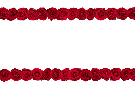 Red roses arranged in two lines. White background.の写真素材
