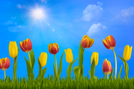 the sun illuminates the heads of colorful tulips. Spring decoration.の写真素材