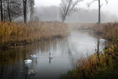 Misty river EÅk in autumn.の写真素材