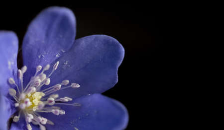 Macro photo of liverwort flower. Isolated on black.の写真素材