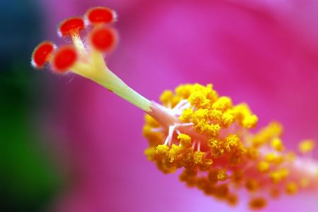 Flower close-upの写真素材